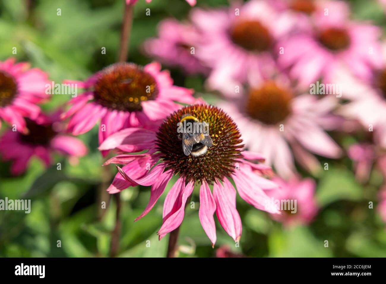 Biene auf Echinacea Blume Stockfoto
