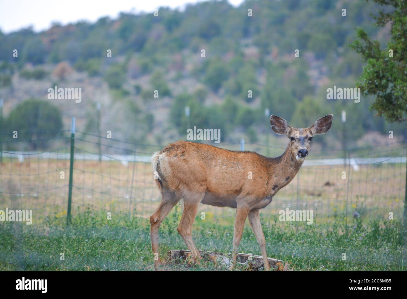 Wild Mule Deer in der Landschaft von Delta Colorado Stockfoto