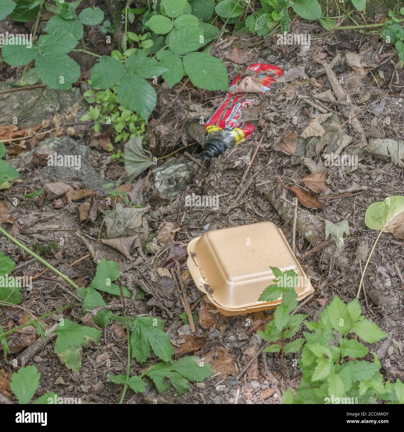 Weggeworfene Styrol-Lebensmittelbox zum Mitnehmen in Hecken. Für Einmalkunststoffe, Kunststoffverschmutzung Großbritannien, Lebensmittelverpackungen zum Mitnehmen, Fast-Food-Müll. Stockfoto