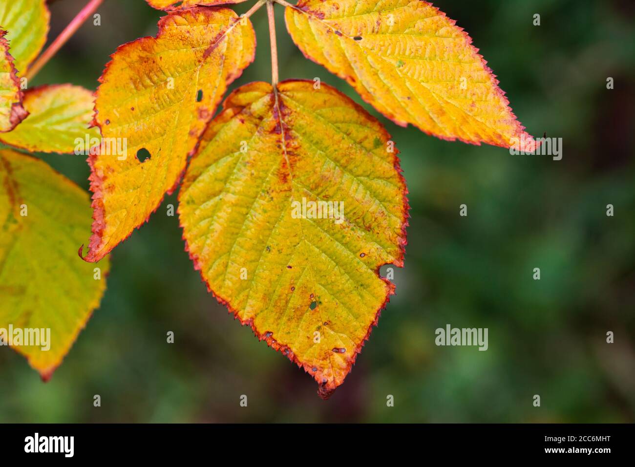Gelbe Herbstblätter mit rotem Rand, Makrofoto mit selektivem Fokus Stockfoto