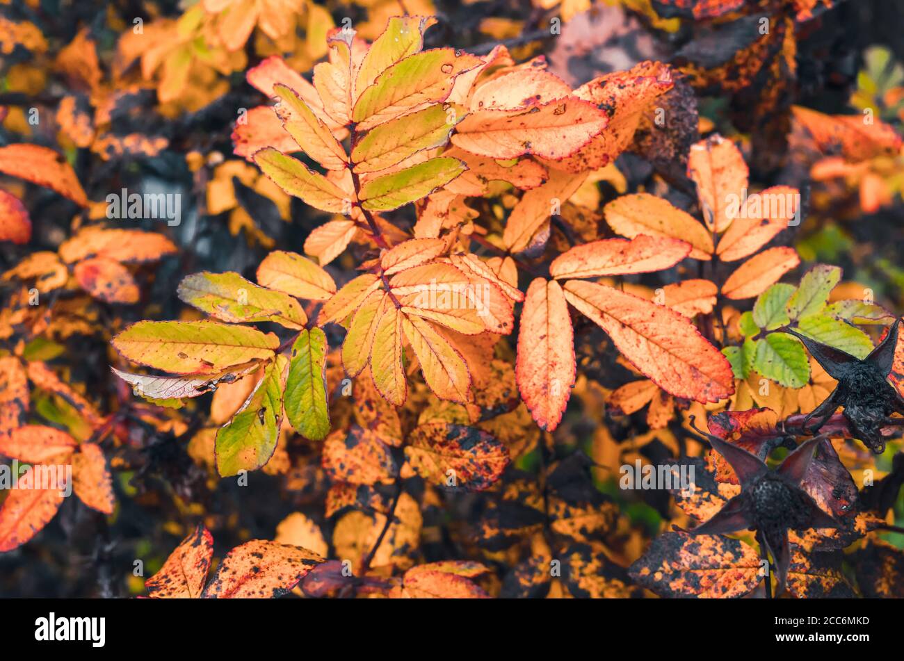 Bunte Herbstblätter von kleinen Eberesche Baum, Makro-Foto mit weichen selektiven Fokus Stockfoto Bunte Herbstblätter von kleinen Eberesche Baum, Makro-Foto mit weichen selektiven Fokus Stockfoto