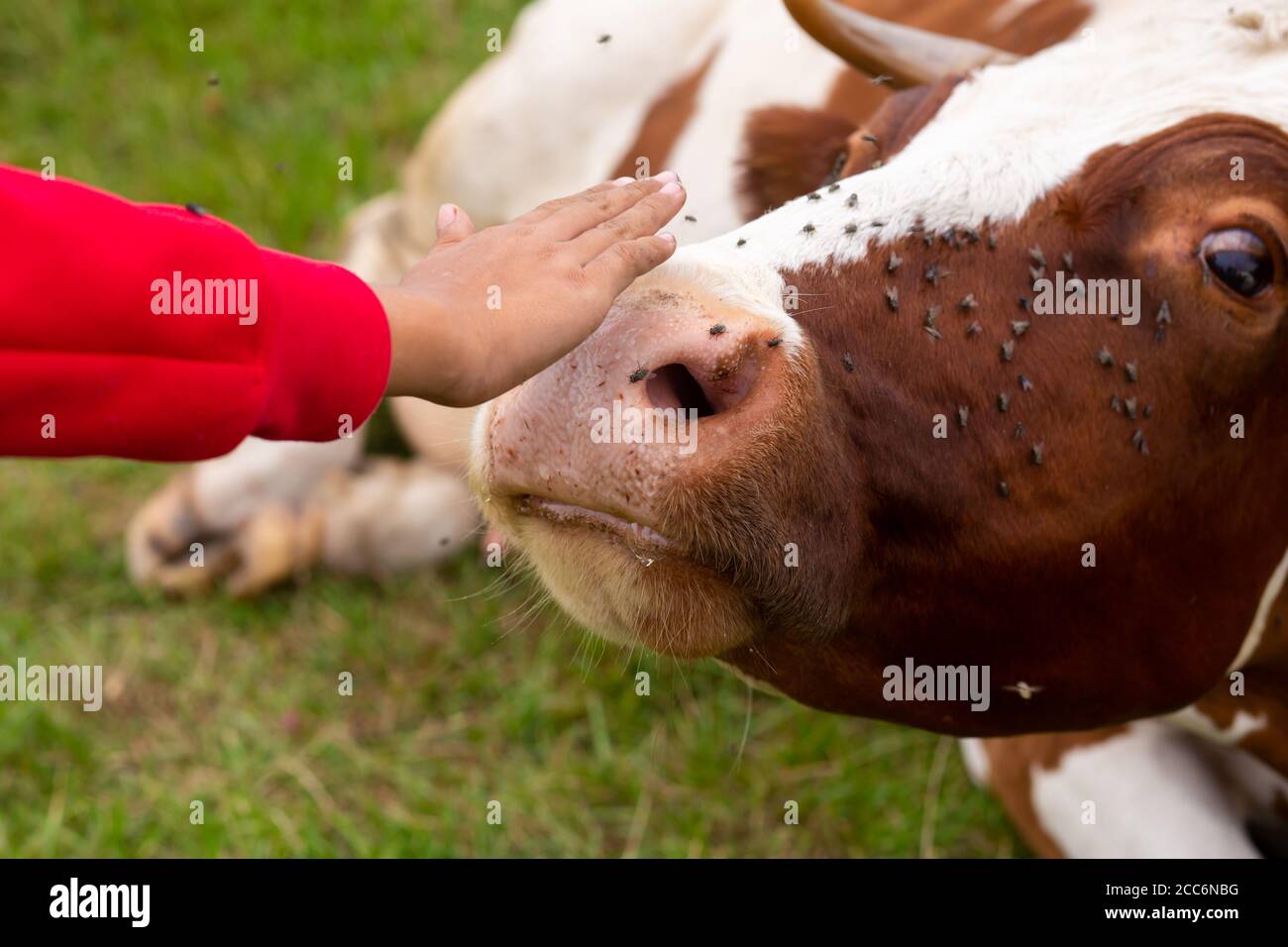 Das Mädchen streichelt auf die Nase einer Kuh, die auf der Wiese ruht. Schnauze einer Kuh in Fliegen. Stockfoto