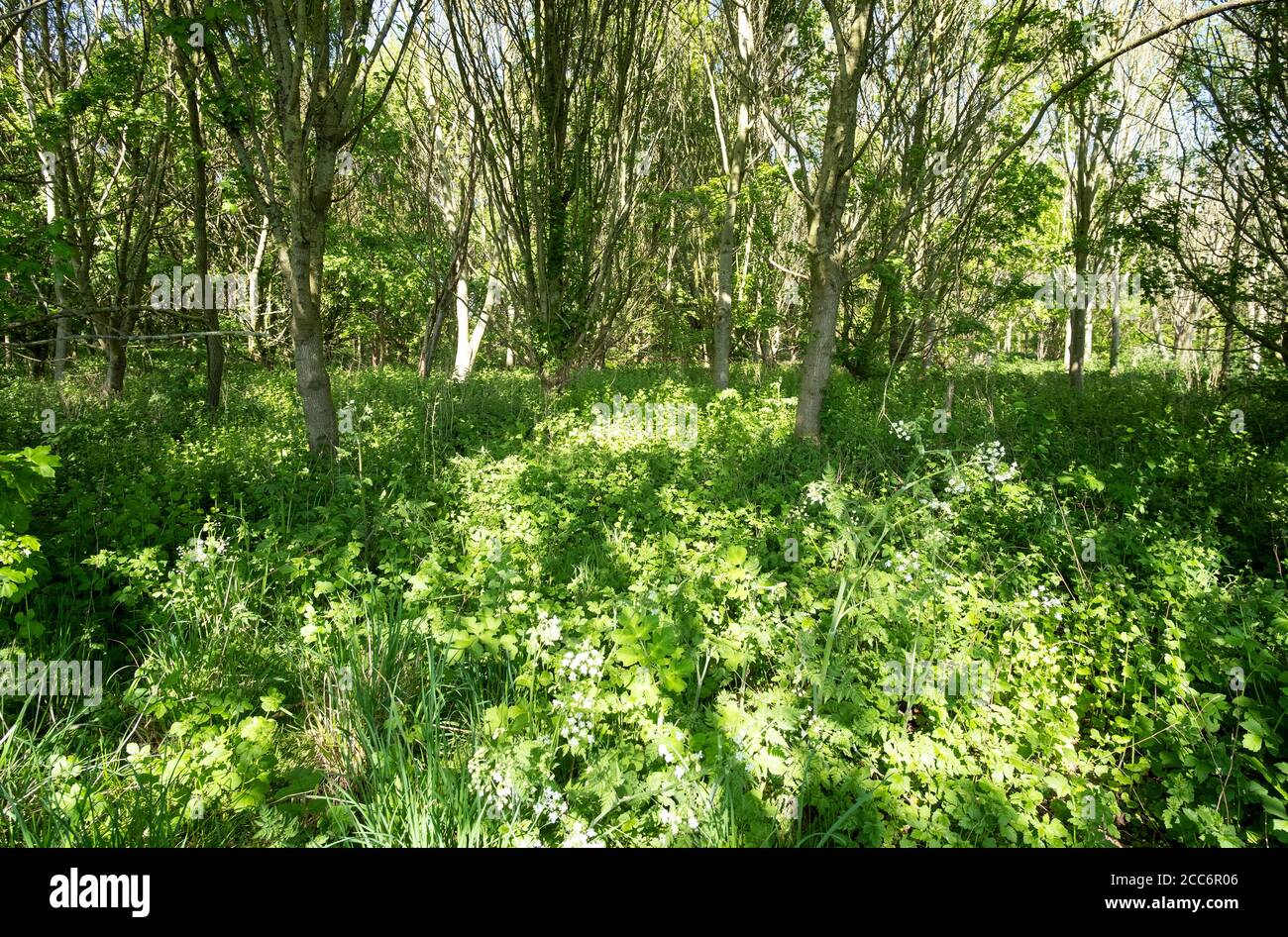 Die Sonne hat die Waldszene übertölbt Stockfoto