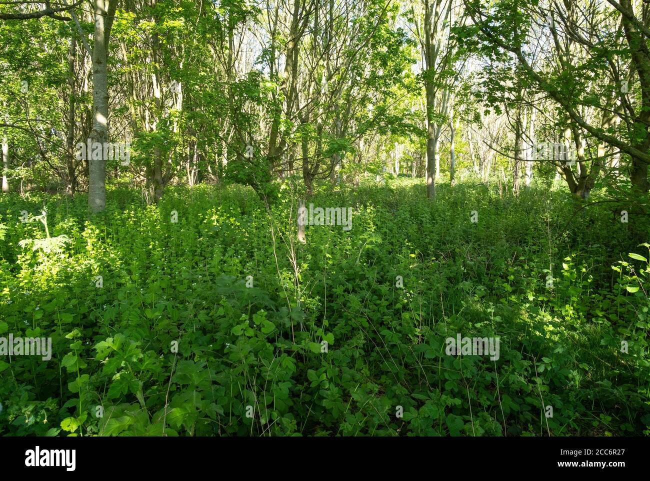 Die Sonne hat die Waldszene übertölbt Stockfoto