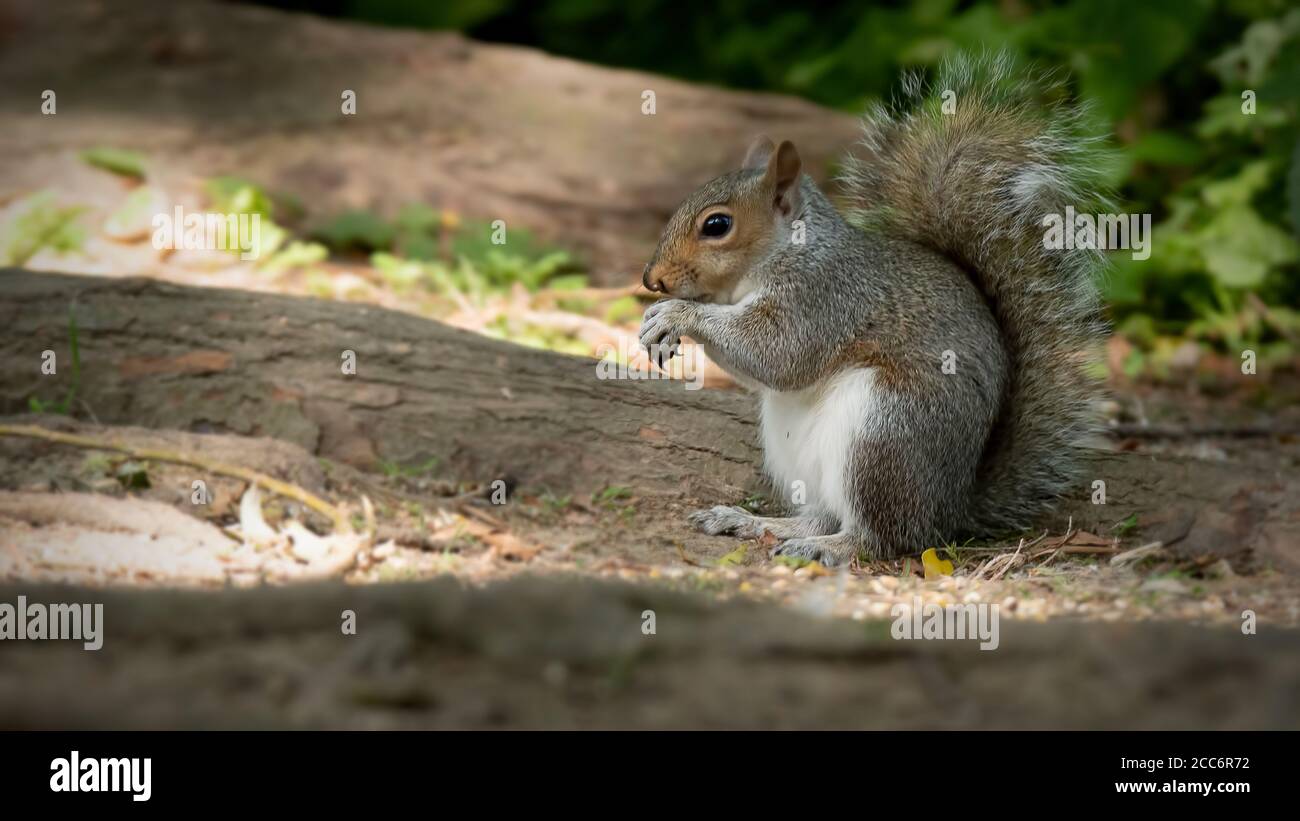 Graues Eichhörnchen sitzt auf dem Boden in getuppelt Licht essen Eine Strandnuss Stockfoto