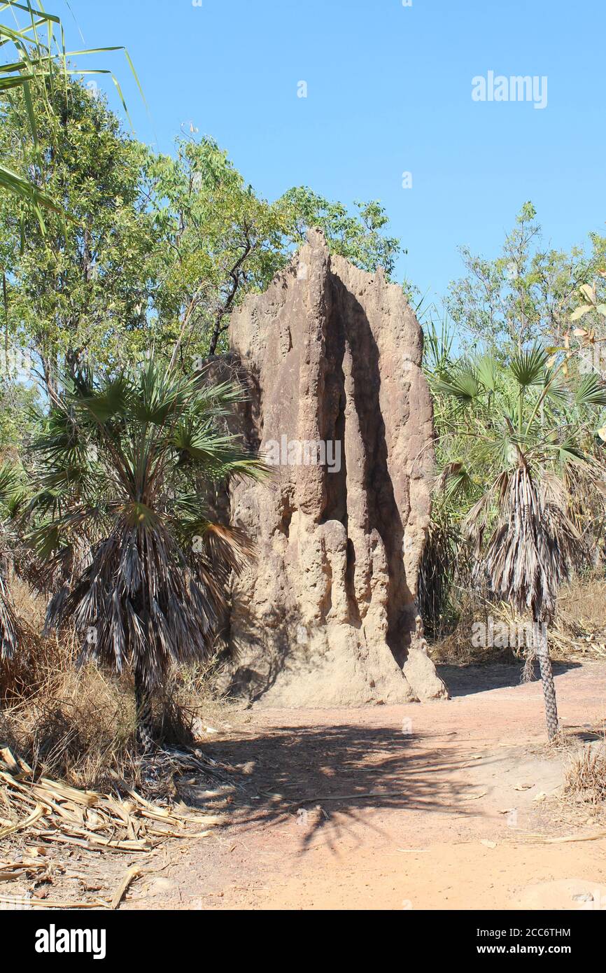 Riesiger Termitenhügel im Northern Territory von Australien Stockfoto