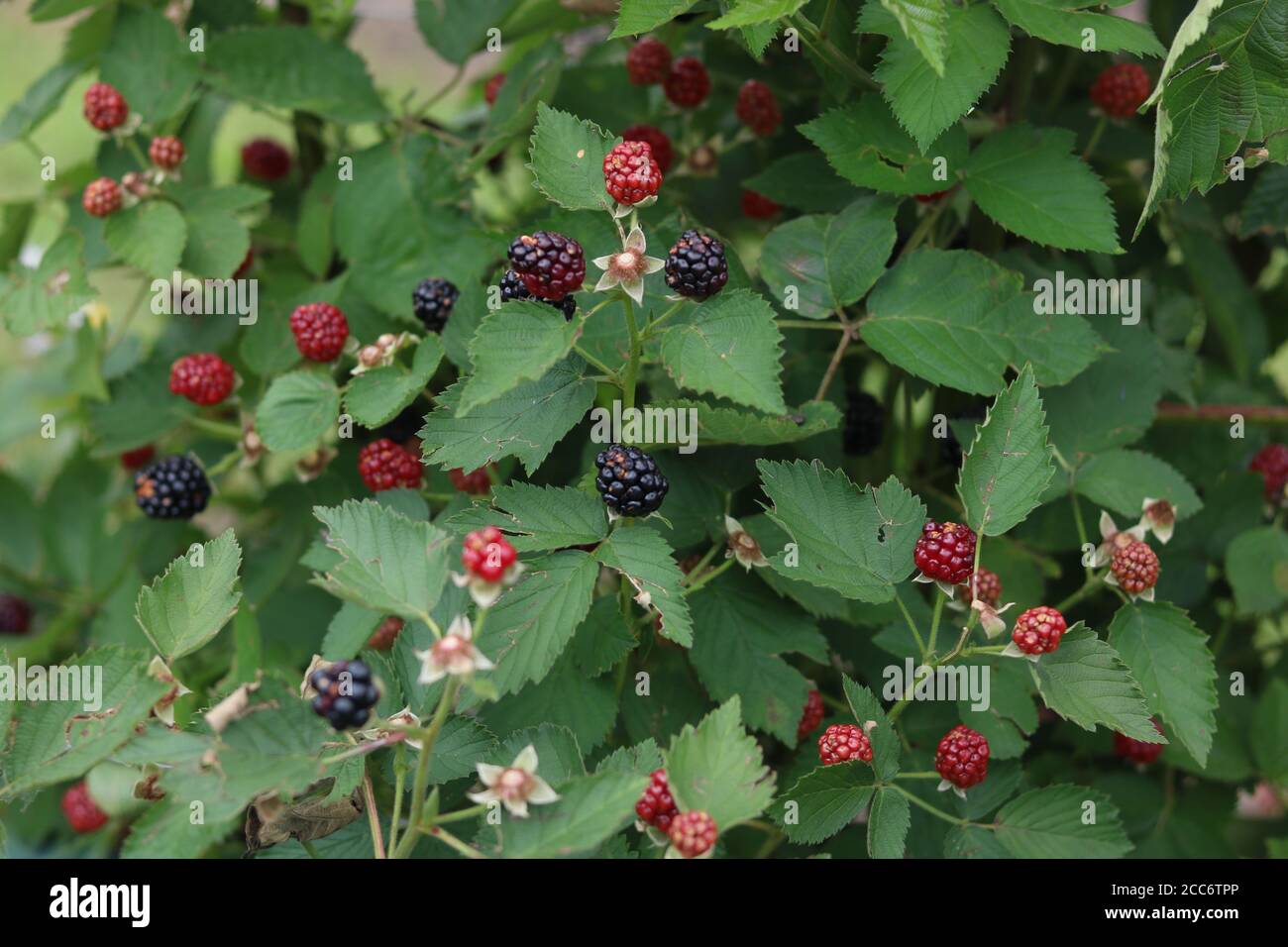 Schwarze Beere BlackBerry Büsche Stockfoto