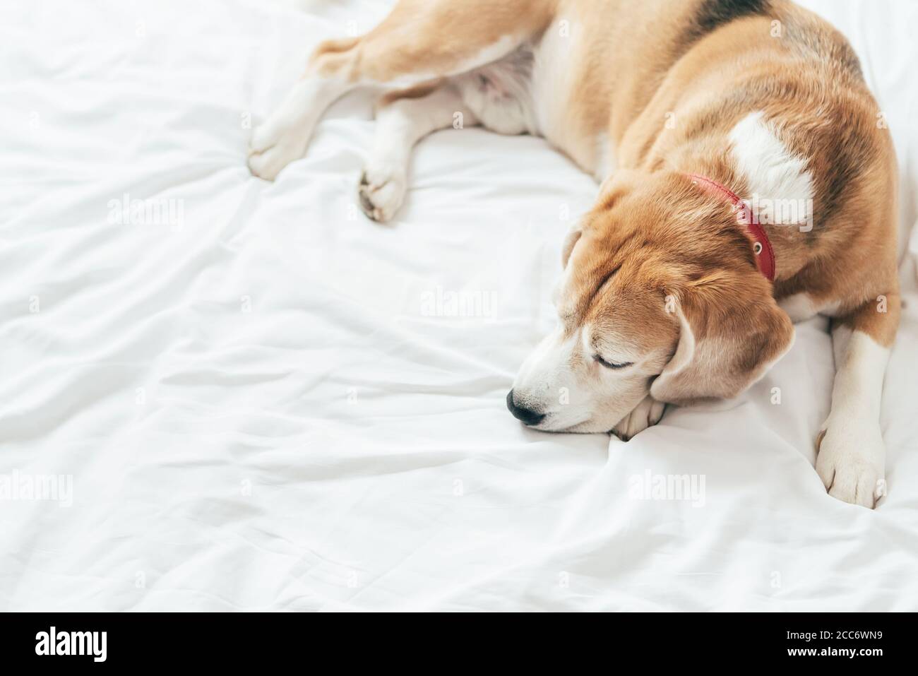 Ein Blick von oben auf den Beagle Hund schläft auf der Klares weißes Bettlaken Stockfoto