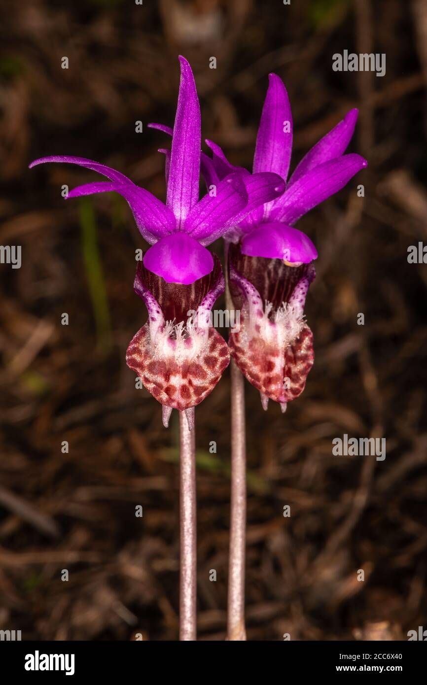 Calypso Orchidee, Feenpipler, Venus Slipper, Angel Slipper, Hirsch Kopf Orchidee (Calypso bulbosa) Stockfoto
