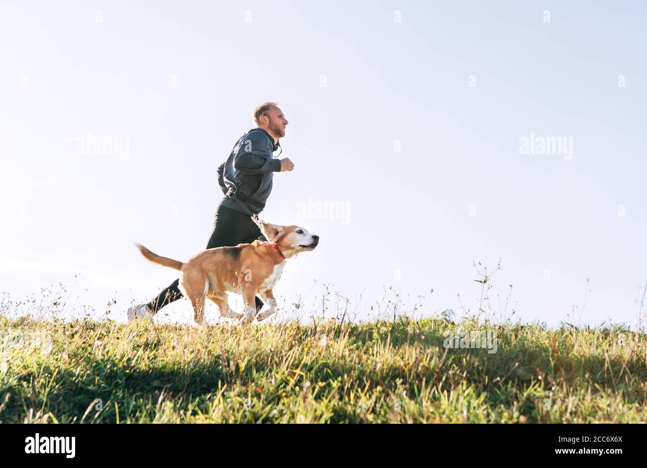 Der Mensch läuft mit seinem Beagle-Hund. Morgen Canicross Übung. Stockfoto