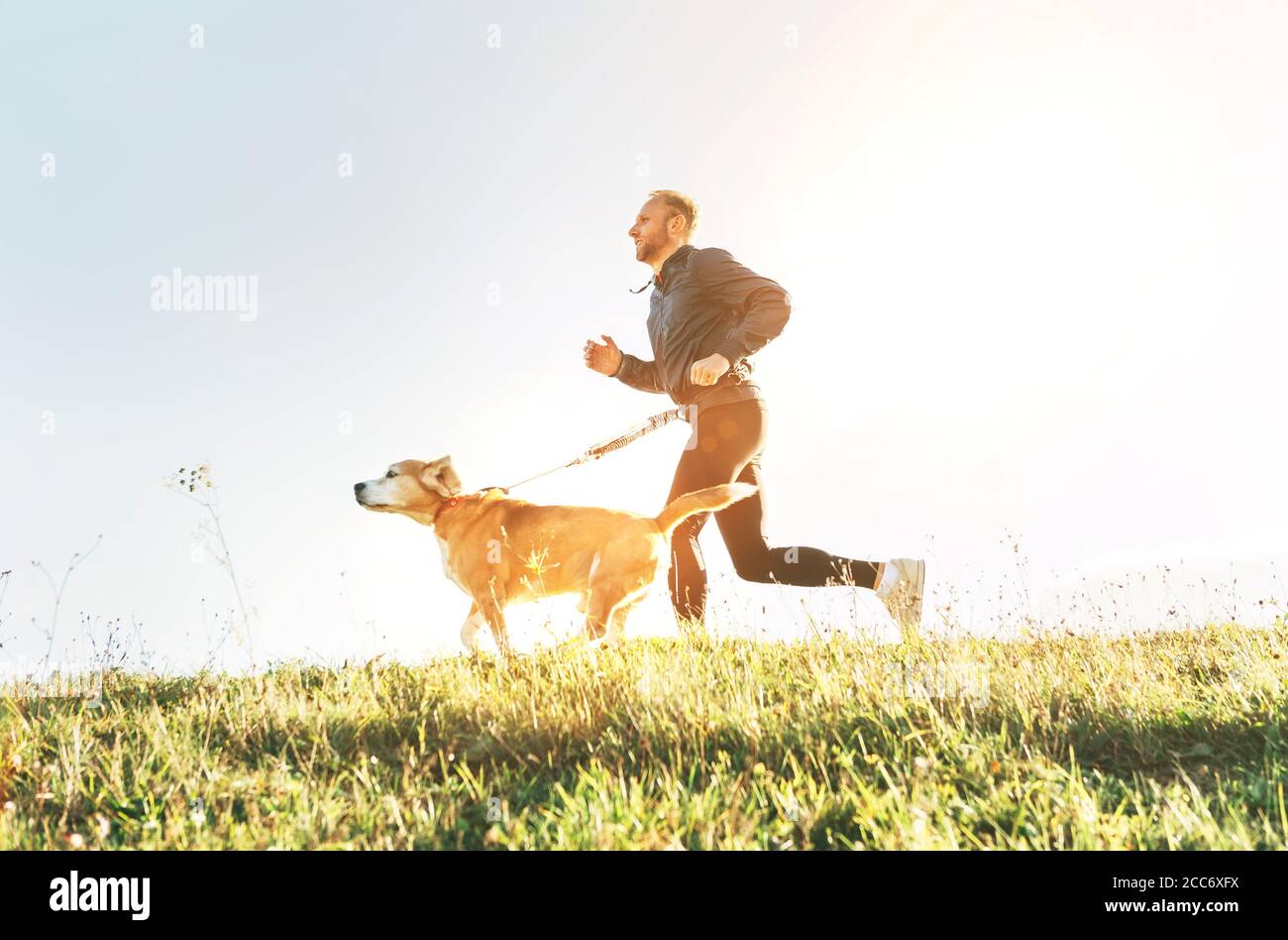 Der Mensch läuft mit seinem Beagle-Hund. Morgen Canicross Übung Stockfoto