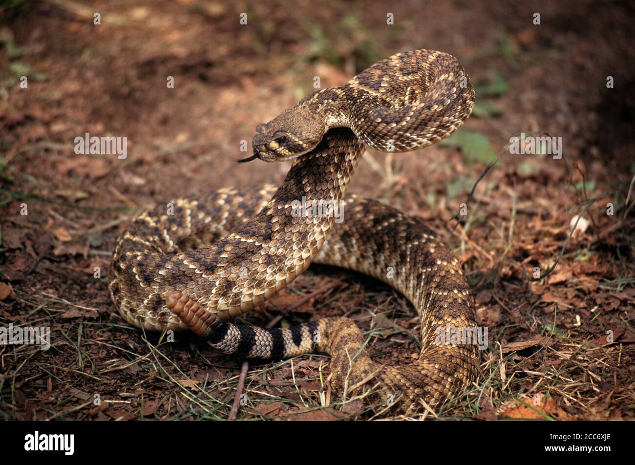 90er Jahre WESTERN ODER TEXAS DIAMONDBACK KLAPPERSCHLANGE Crotalus atrox GEFÄHRLICH GEWICKELT SCHÜTTELRATTLES BEREIT ZU SCHLAGEN - KZ4799 RWN001 HARS GEFAHR PIT VIPER UNSICHERE KONZEPTUELLE RASSEL SPIRALE FLUCHT FÄRBUNG TÖDLICHE RATTLER WESTERN GEFÄHRDET RÄUBER DIAMONDBACK JÄGER TOXIN WILDTIERE REPTILIEN CROTALUS ATROX ALTMODISCHE KLAPPERSCHLANGE REPTILIEN SCHLANGEN SÜDWESTLICH Stockfoto