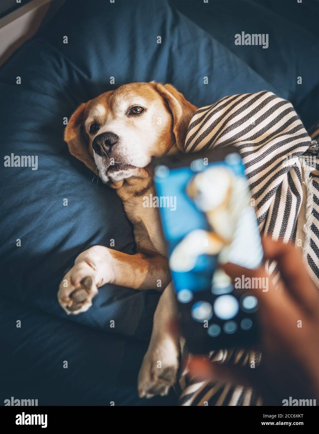 Der Besitzer fotografiert seinen Beagle-Hund, der im Bett schläft Und  bricht seine Träume Stockfotografie - Alamy
