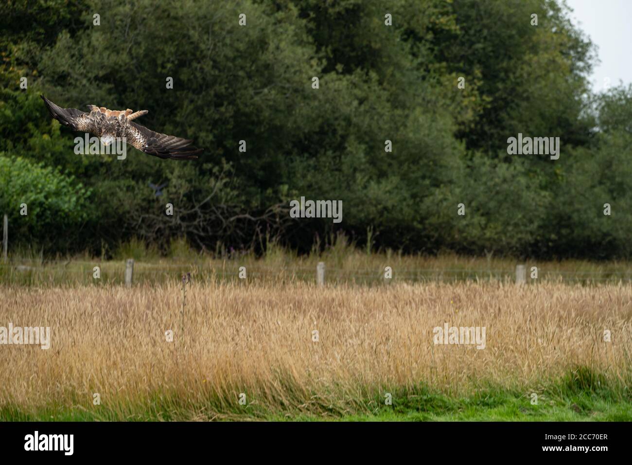 Gigrin Farm Red Kite Fütterungszentrum, Rhayader, Powys, Wales Großbritannien Stockfoto