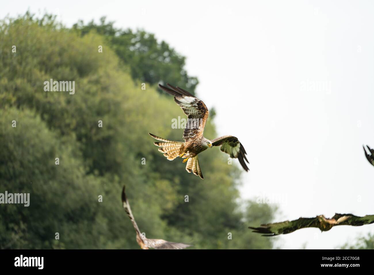 Gigrin Farm Red Kite Fütterungszentrum, Rhayader, Powys, Wales Großbritannien Stockfoto