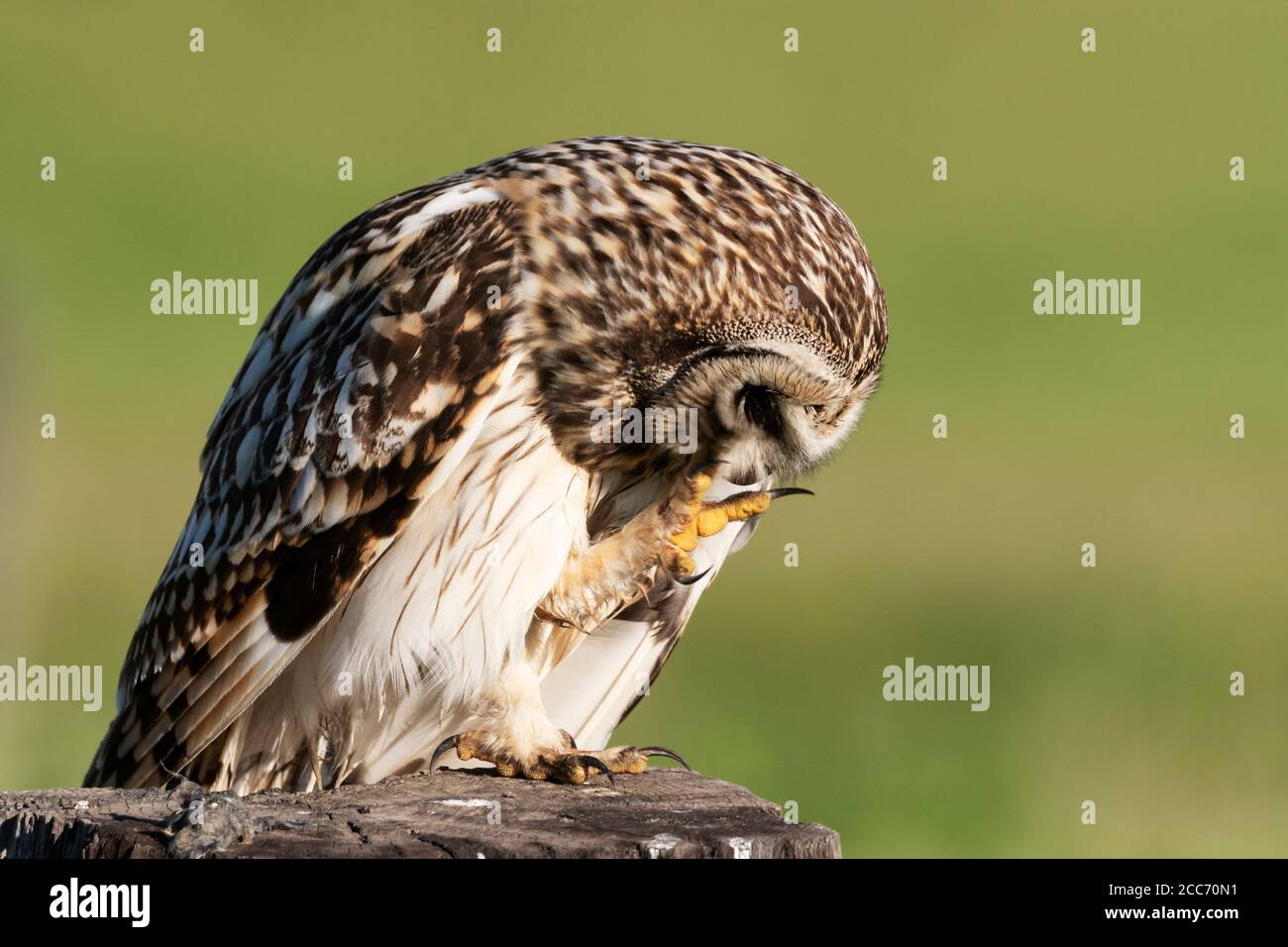 Nordamerika; Vereinigte Staaten; Montana; Tierwelt; Vögel; räuberisch; kurzohrige Eule; ASIO Flammeus; Ninepipes National Wildlife Refuge; Präening Stockfoto