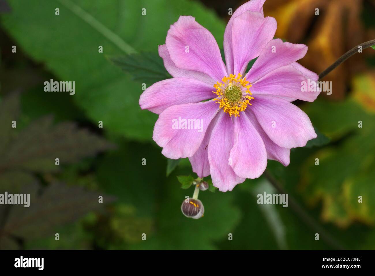 Rosa Doppelblume Serenade Hybrid Anemone close-up. Stockfoto
