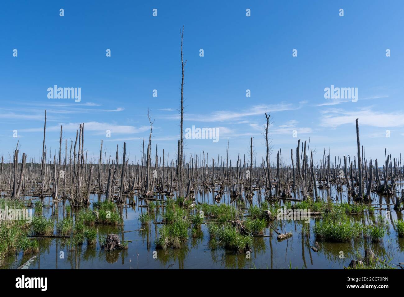 Tote Bäume, Moor und Sümpfe Lower Peene Valley und Peenehaff Stockfoto
