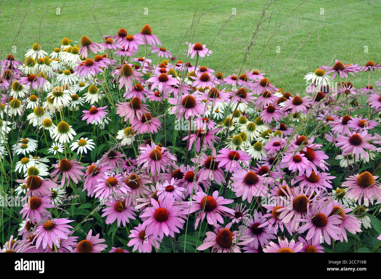Rosa Echinacea Blumen. Nahaufnahme von rosa Echinacea Blumen. Stockfoto