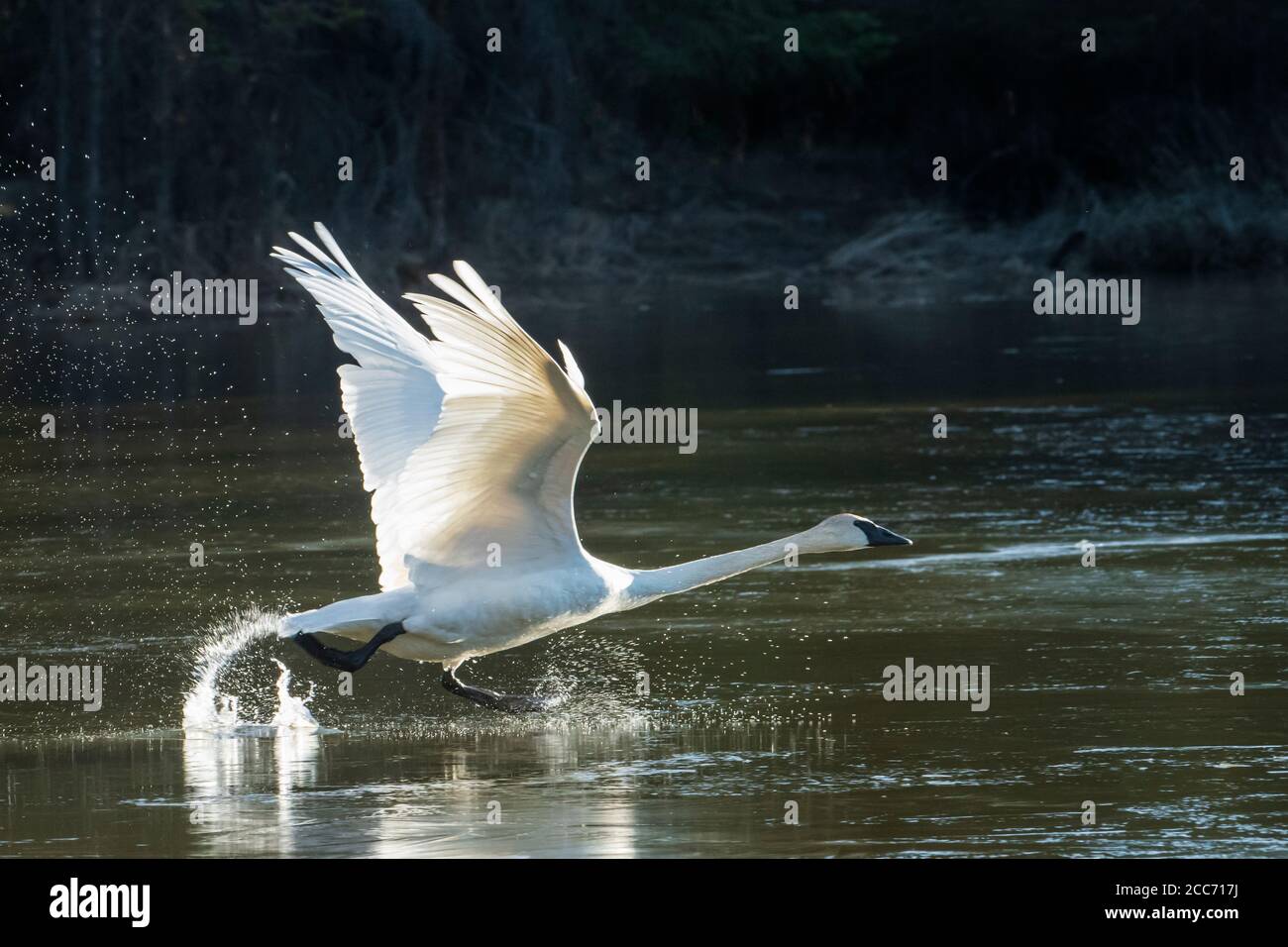 Nordamerika; USA; Alaska; Tanana Valley; Feder; Tierwelt; Vögel; Wasservögel; Trumpeter Swan; Cygnus buccinator. Stockfoto