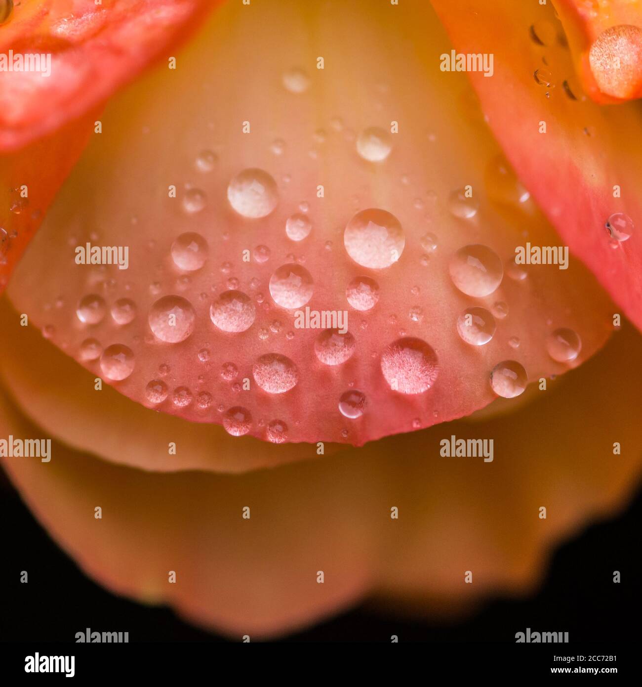 Eine Makroaufnahme von Regentropfen, die auf den hübschen orangefarbenen Blütenblättern einer Begonia ruhen. Stockfoto