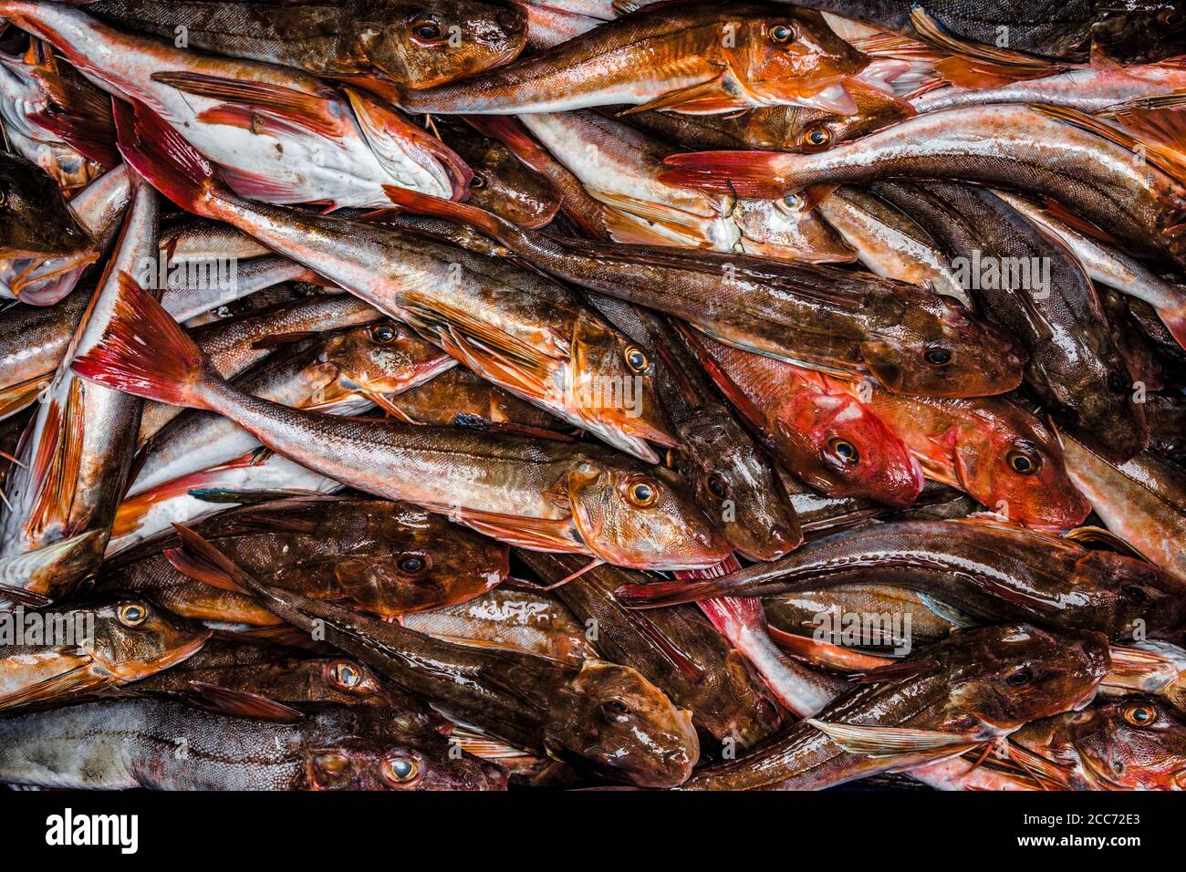 Eine Kiste mit frischem Rot und Tub Gurnards im Englischen Kanal gefangen. England GB Stockfoto