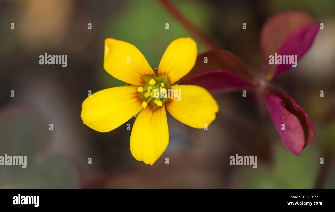 Eine Makroaufnahme einer gelben schleichenden Waldschnepfenblüte. Stockfoto