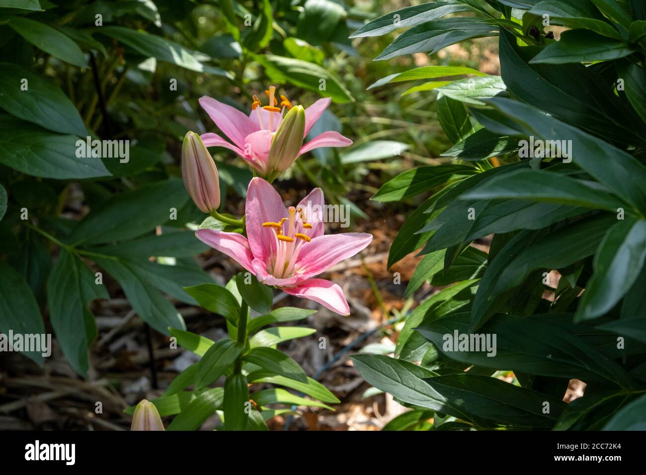 Die Blüten von rosa Lilien beginnen in einem Garten zu blühen, mit zwei der Blumen offen und zeigt lebendige Blütenblätter, andere Knospen ungeöffnet. Stockfoto