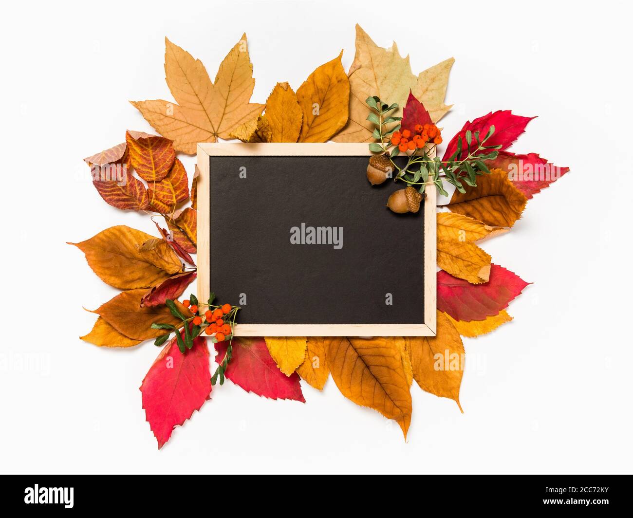 Herbstschablone mit leerer Tafel auf Haufen roter und gelber Herbstblätter, Eberesche Zweige und Beeren auf weißem Hintergrund. Saisonales Angebot oder Bac Stockfoto