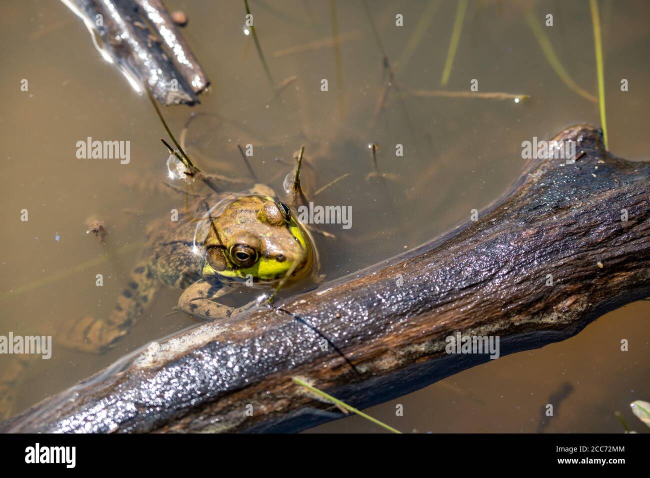 Ein grüner Frosch ruht gegen das schwimmende Holz im sumpfigen Wasser, mit seinem Kopf über Wasser und seinem Körper versaucht. Stockfoto