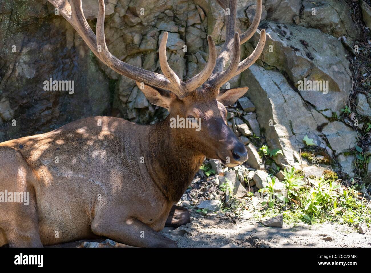 Ein großer Rothirsch mit großem Geweih liegt an einem sonnigen Tag an Felsen im Halbschatten auf dem Boden. Stockfoto