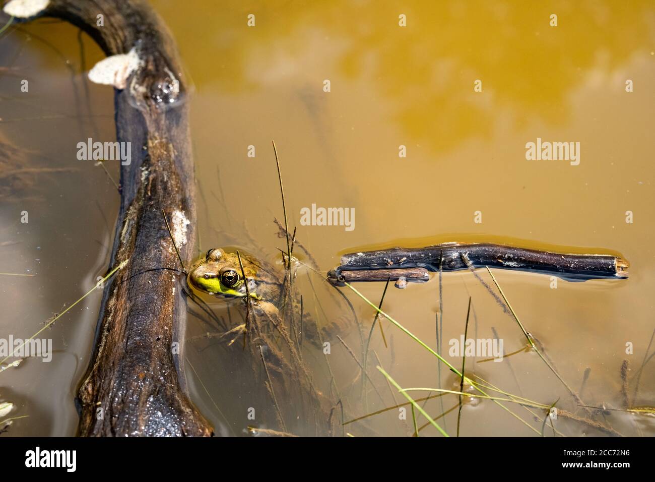 Ein grüner Frosch ruht gegen das schwimmende Holz im schmutzigen Sumpfwasser, mit seinem Kopf über Wasser und seinem Körper versengt. Stockfoto