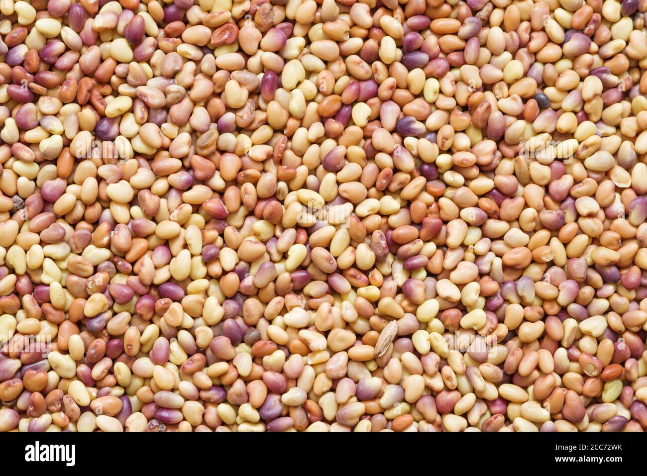 Makro-Hintergrundbild von roten Klee Samen Stockfoto
