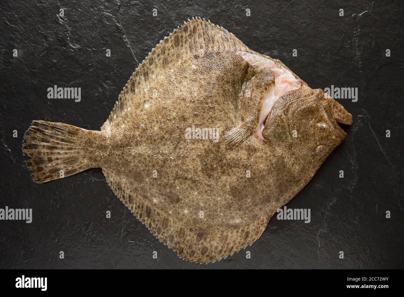 Ein roher, entkuttierter Steinbutt, Scophthalmus maximus, gefangen im Ärmelkanal und fotografiert auf einem dunklen Schieferhintergrund. England GB Stockfoto