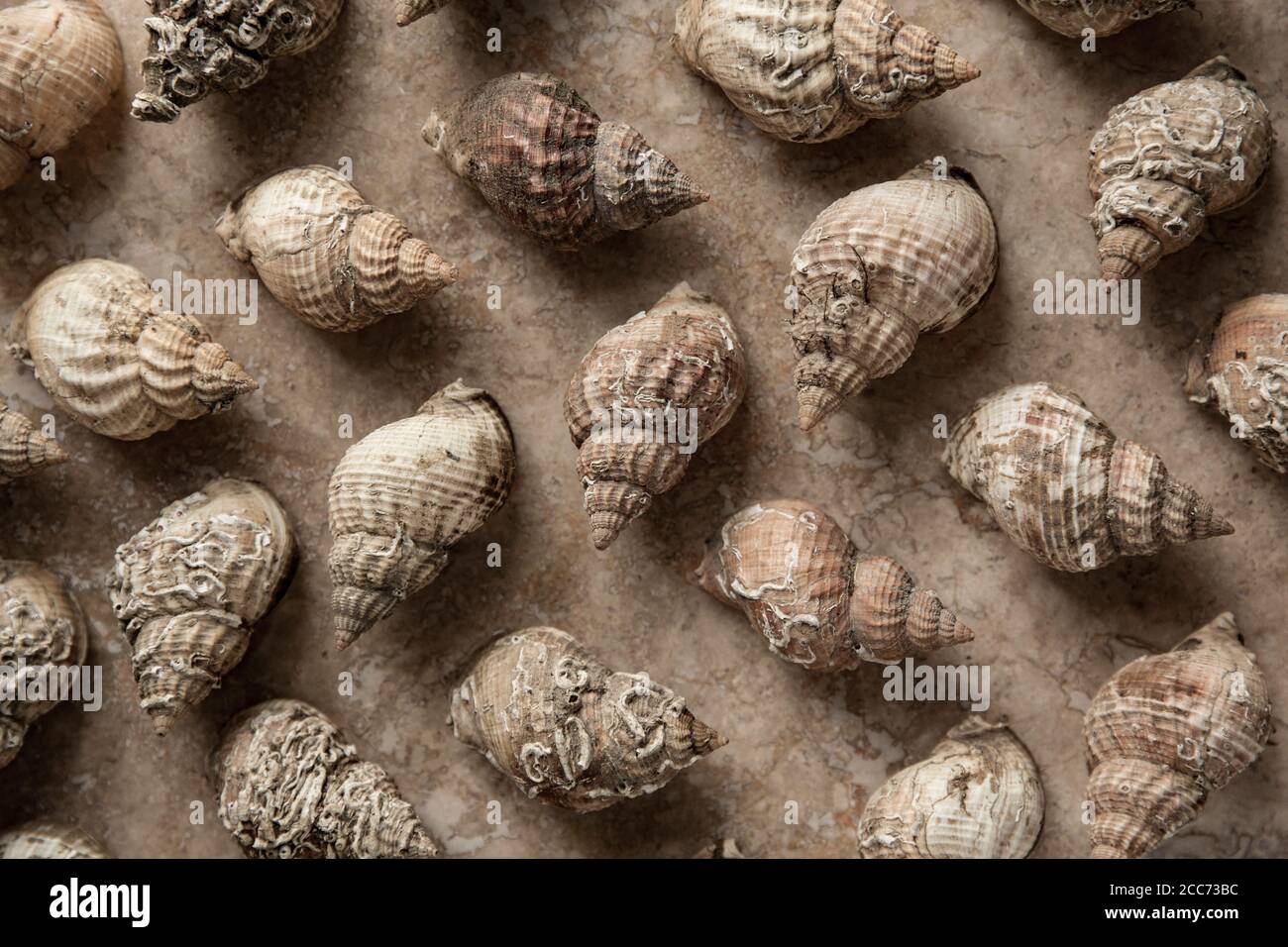 Leere Whelk Shells, Buccinum undatum, angeordnet und fotografiert auf einem hellen Steinhintergrund. England GB Stockfoto