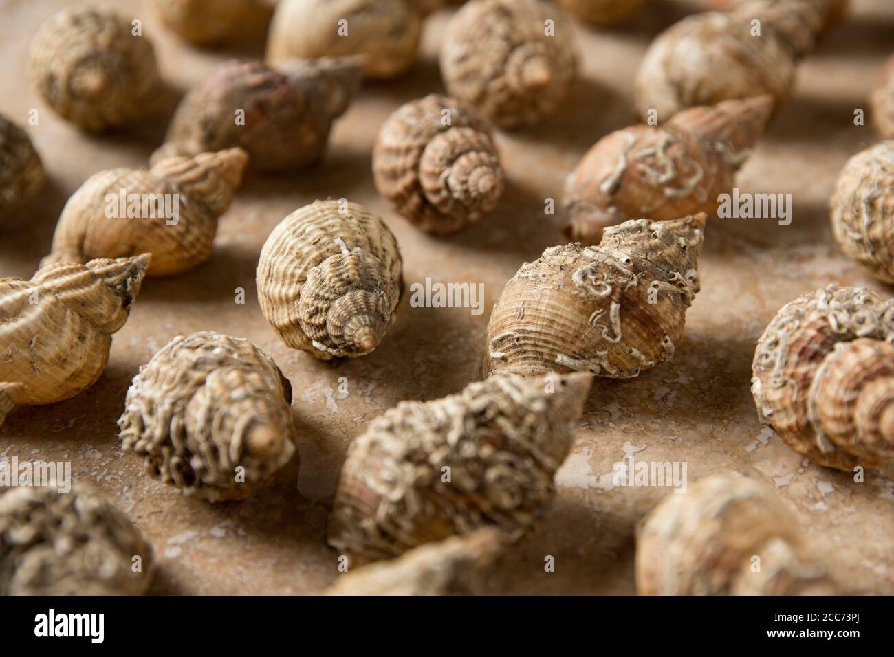 Leere Whelk Shells, Buccinum undatum, angeordnet und fotografiert auf einem hellen Steinhintergrund. England GB Stockfoto