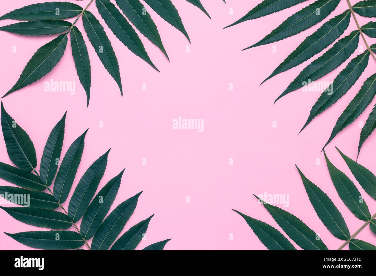 Rosa Hintergrund mit grünen Blättern, Sommerrahmen, Äste, minimalistisches Design, mockup. Einladungskarte, Platz für Text, Platz zum Kopieren. Kreative Wand Stockfoto