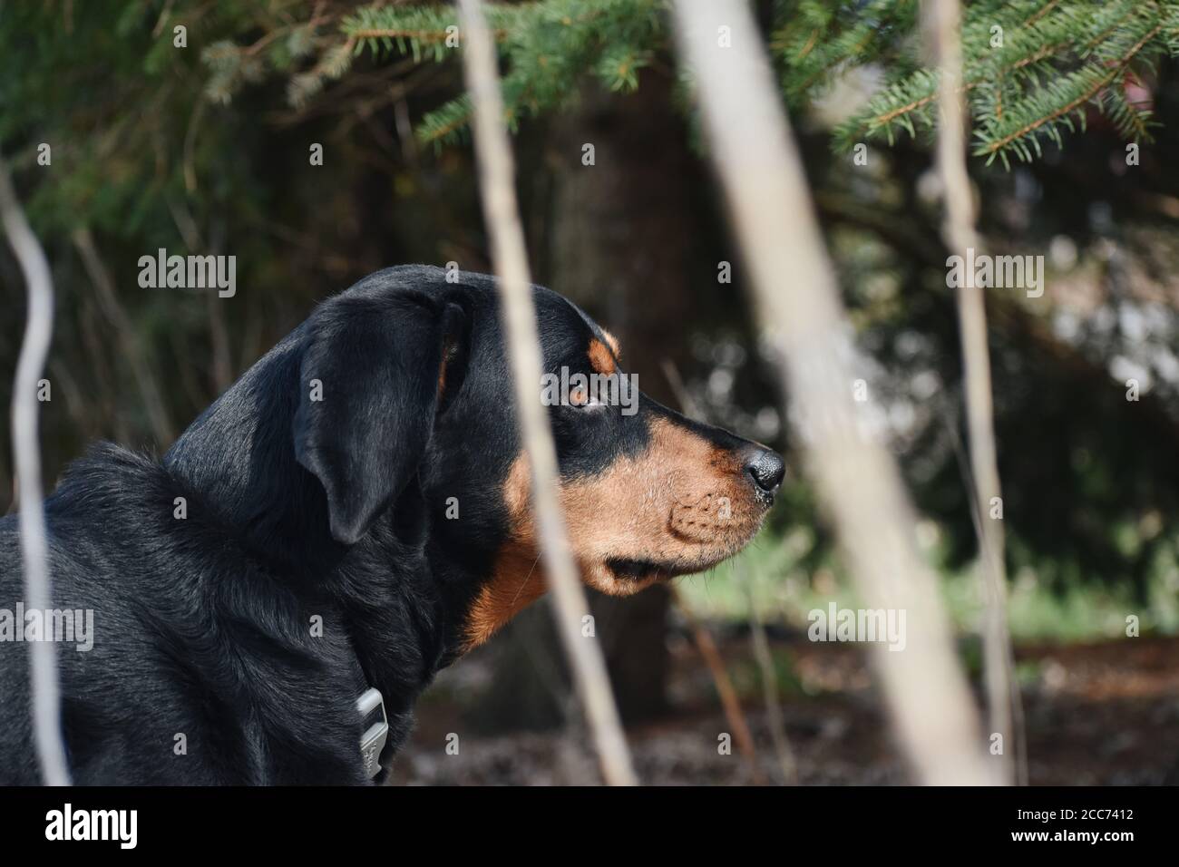 Black and Tan Coonhound starrt in die Ferne Stockfoto