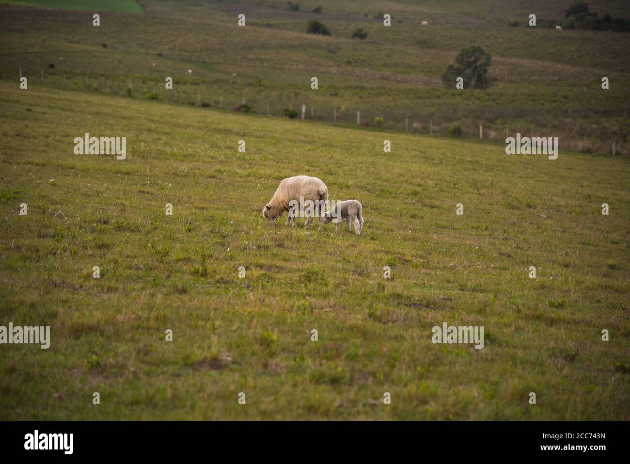 Corriedale Schafe. Corriedale ist ein Mehrzweck-Schaf (Wolle und Fleisch).  Es hat eine große Größe und gute Schlachtkörperqualität. Ländliche  Landschaft. Pampa biome regio Stockfotografie - Alamy