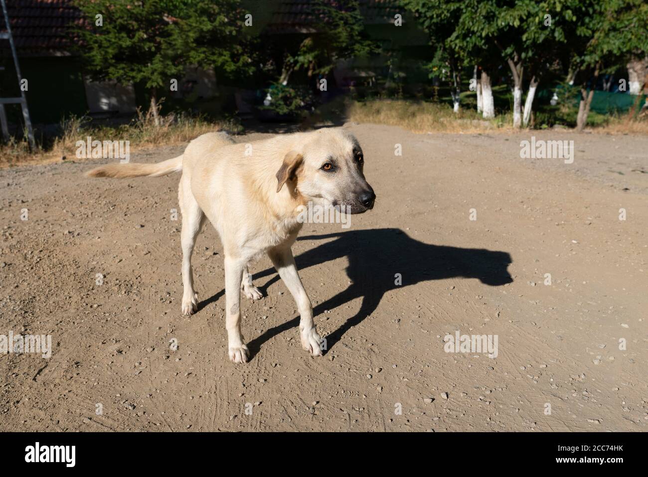 Krank und einsam streunenden Hund ​​trying zu stehen und seine Schatten auf dem Boden Stockfoto