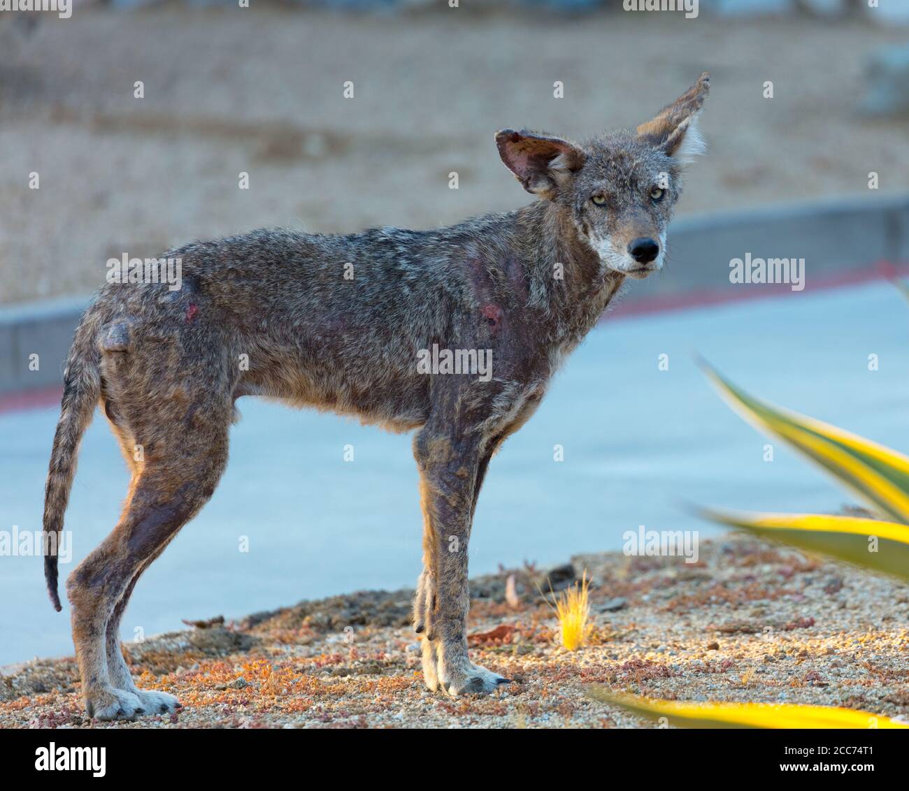 Abgemagerte Kojote Stockfoto