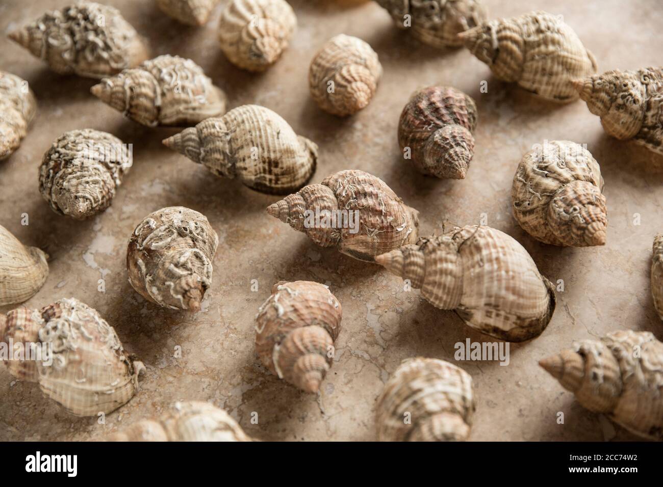 Leere Whelk Shells, Buccinum undatum, angeordnet und fotografiert auf einem hellen Steinhintergrund. England GB Stockfoto