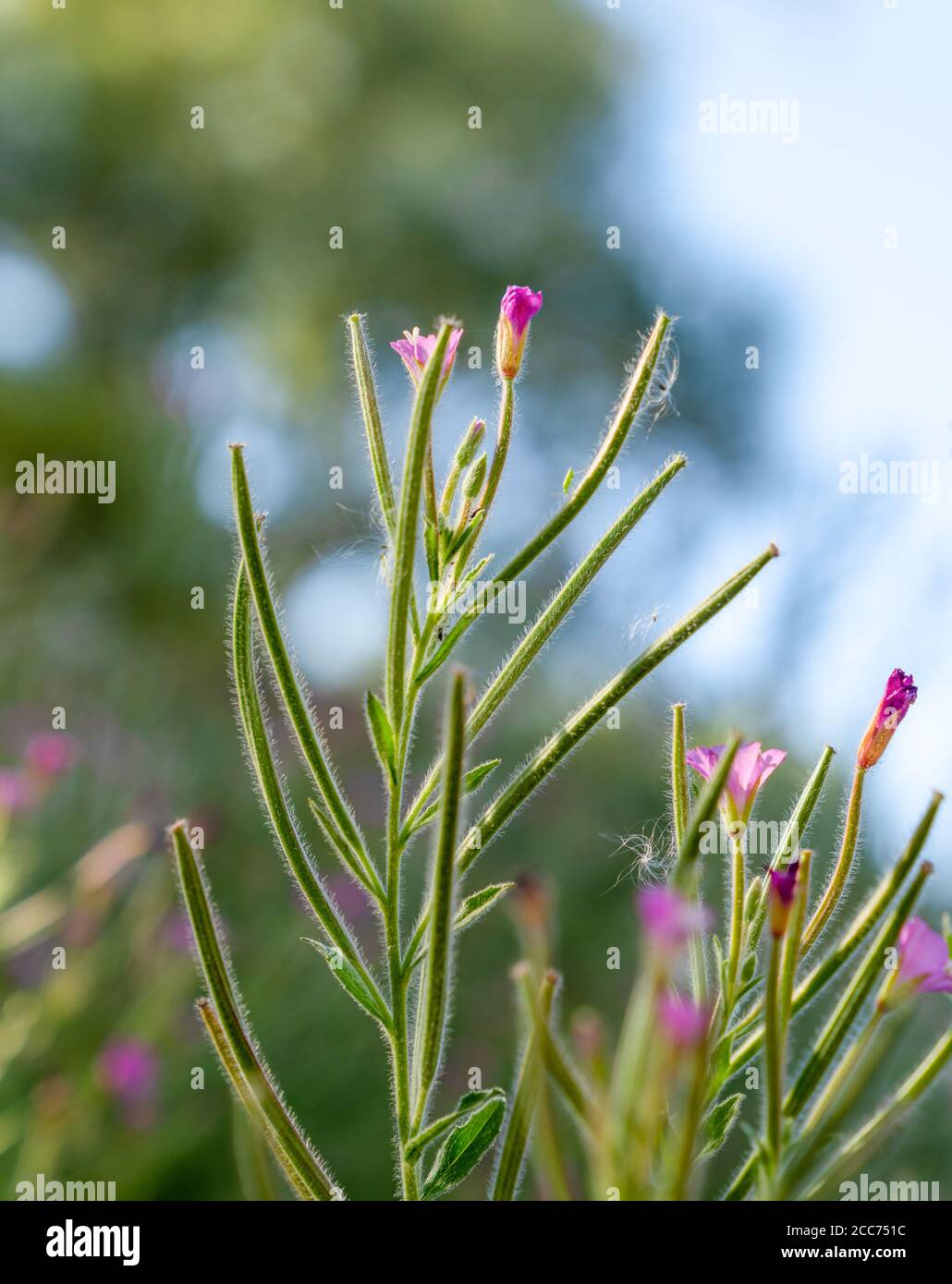 Große behaarte Weidenkräuter rosa Blume - lateinischer Name - Epilobium Hirsutum Stockfoto