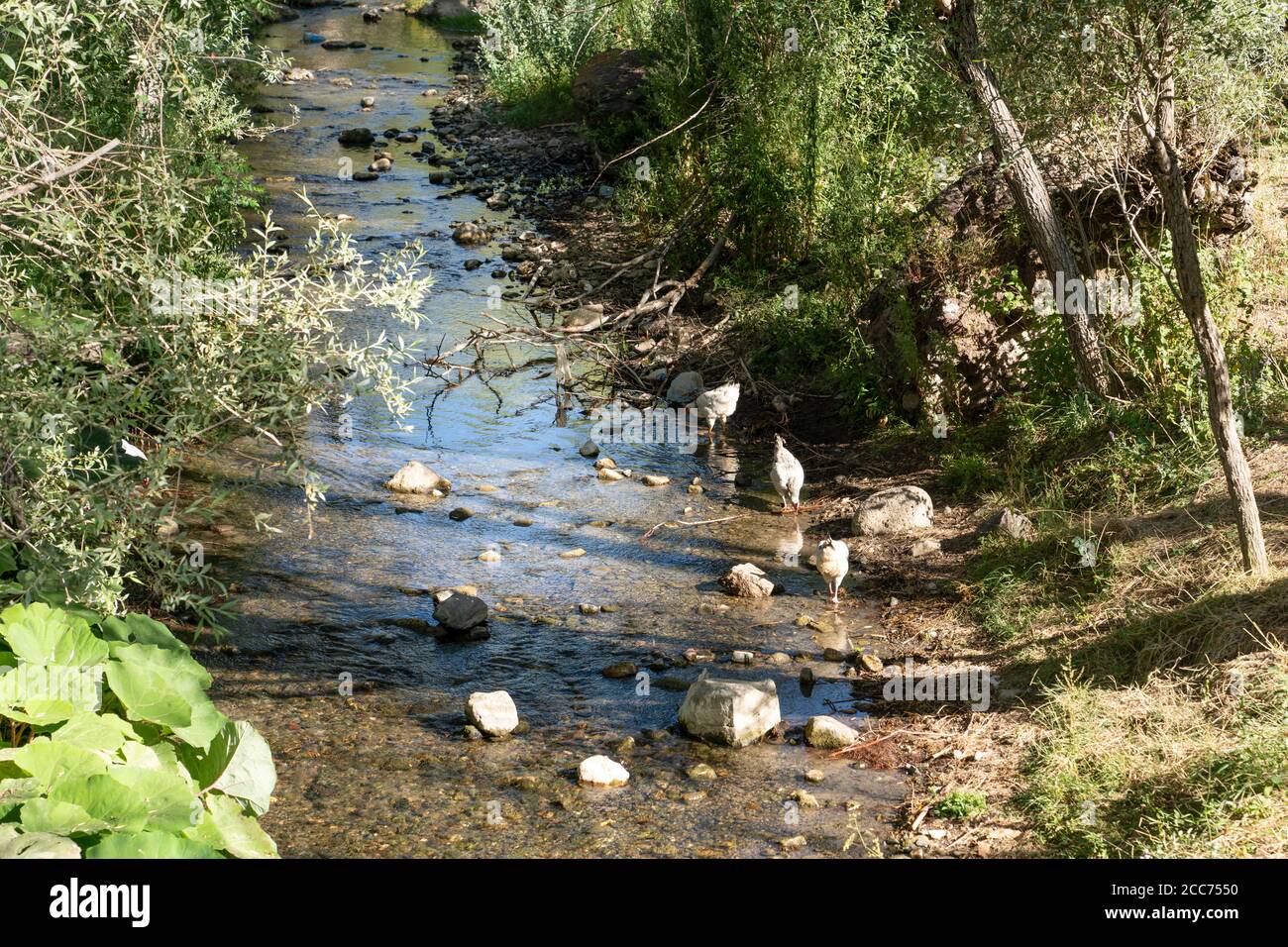 Freilaufende Hühner wandern und füttern am Bach Stockfoto