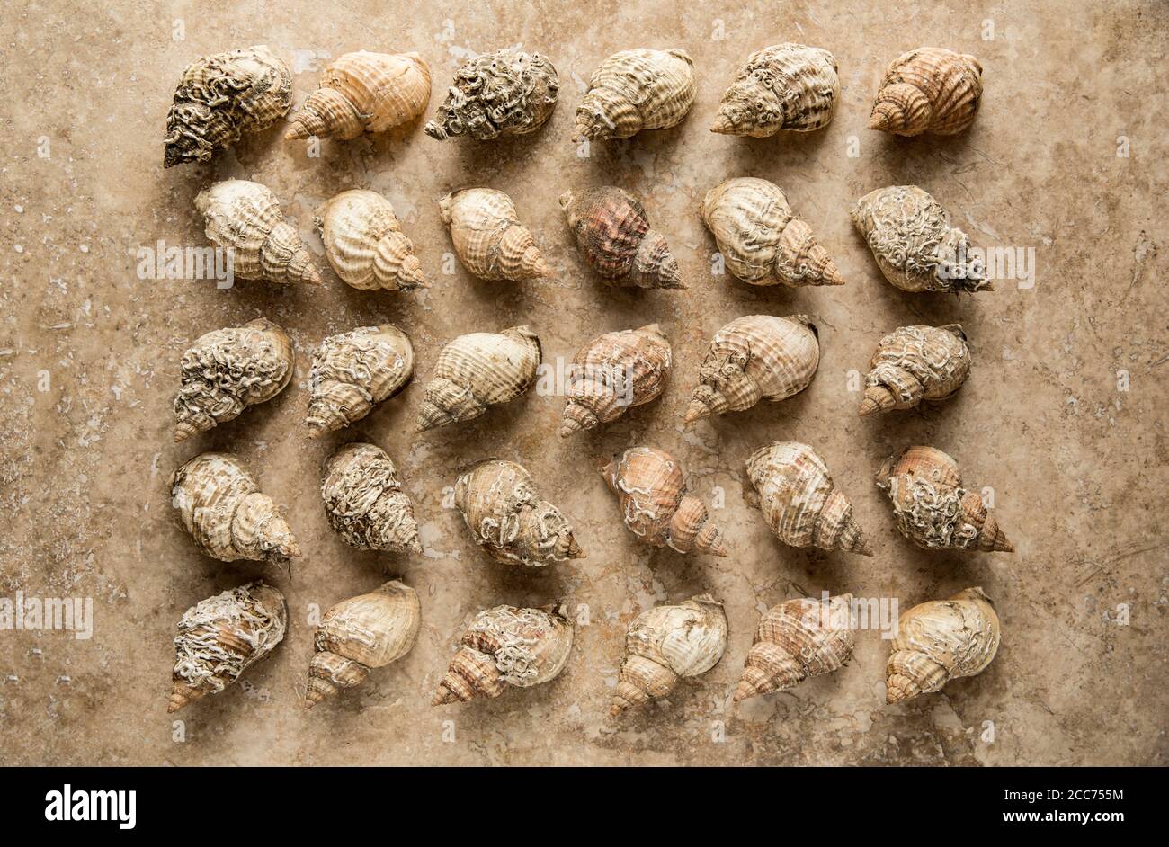 Leere Whelk Shells, Buccinum undatum, angeordnet und fotografiert auf einem hellen Steinhintergrund. England GB Stockfoto