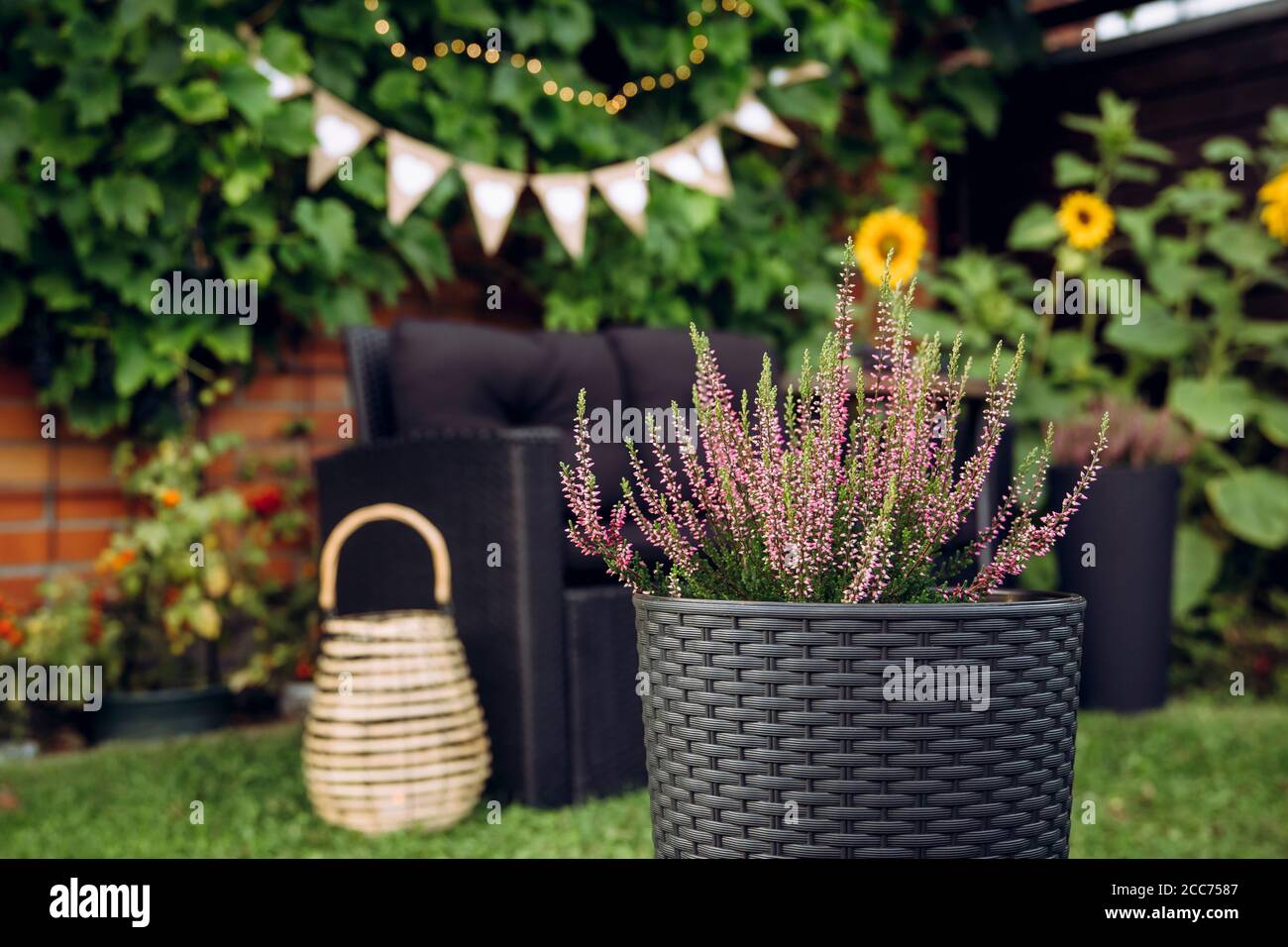 Selektiver Fokus auf rosa eingetopften Heidekraut Blume wächst in schwarzem Kunststoff Rattan Topf. Auf unscharfem Hintergrund sind Gartenmöbelstuhl, Bambus Laterne. Stockfoto