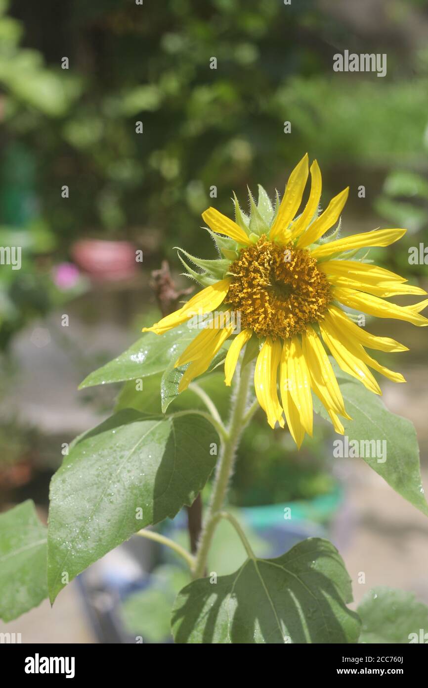 Dies ist eine Sonnenblumenblume.Bild aus Bangladesch.die Blume ist Sehr schön anzusehen Stockfoto
