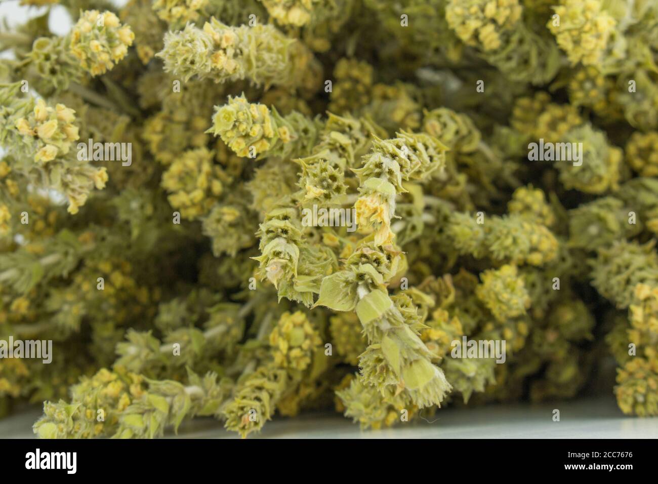 Bergtee Malotira, Hintergrund. Traditionelle griechische Kräuter. Kräutertee. Verblurkte Kräuter. Stockfoto