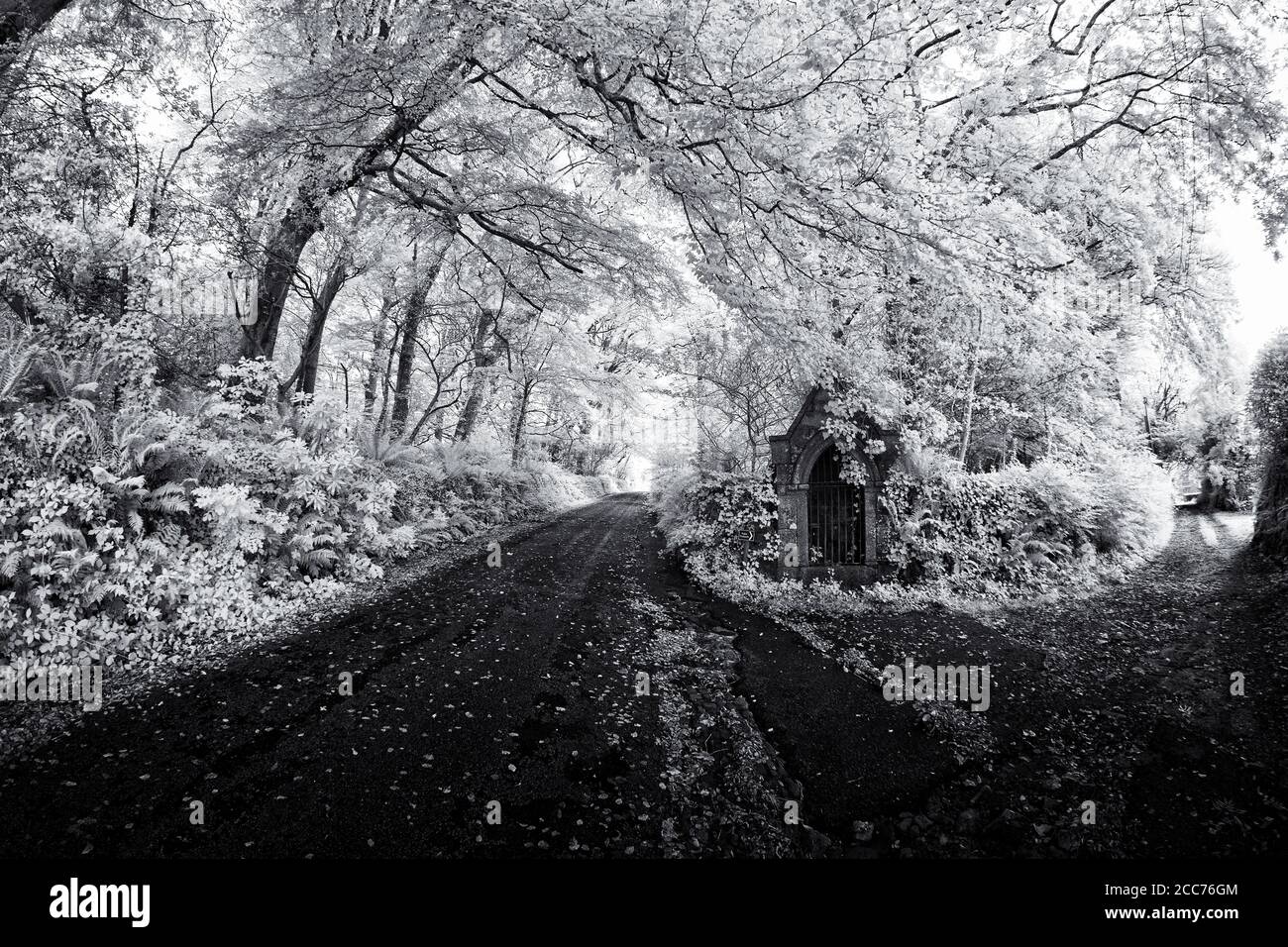 Infrarot-Wald um die Gendarmen Holz cornwall england großbritannien Stockfoto