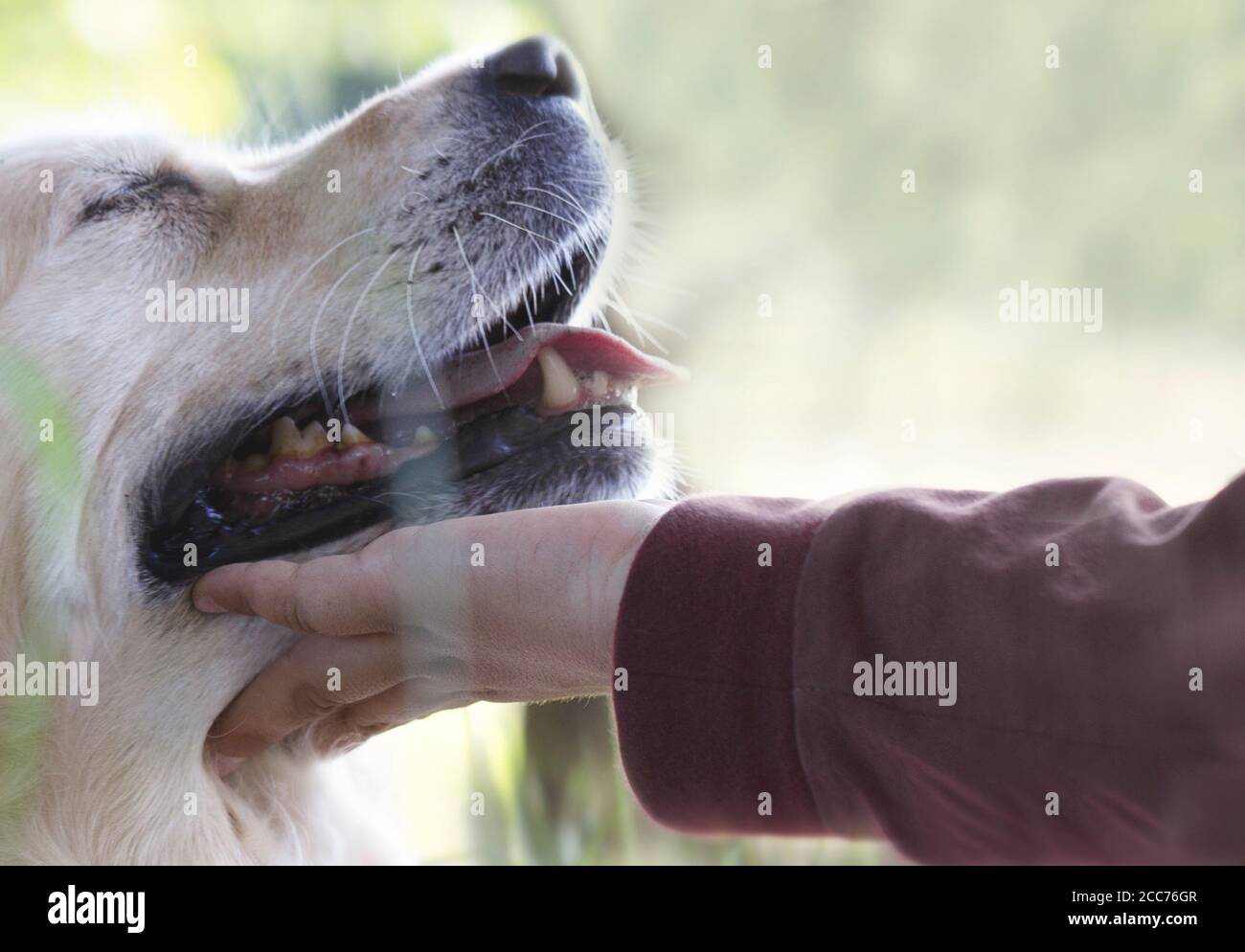 Hund lehnt sich liebevoll an die Hand seines kleinen Besitzers Stockfoto